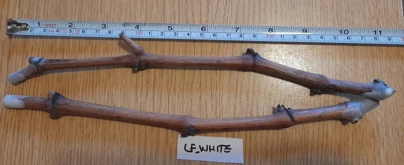 Grape Vines Cuttings 2 Ladyfingers White with 3+ Nodes Vitis vinifera for Home Garden and Vineyard
