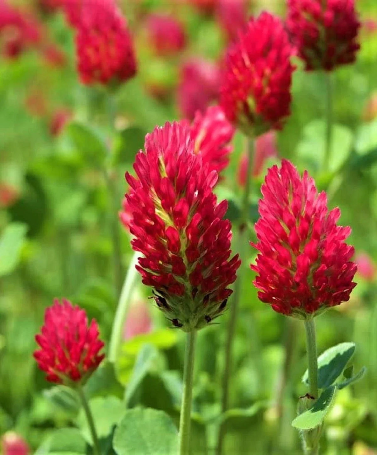 Crimson Clover Seeds - 300+ Seeds - Red Flowering Cover Crop - Trifolium incarnatum - Nitrogen Fixing Annual Legume