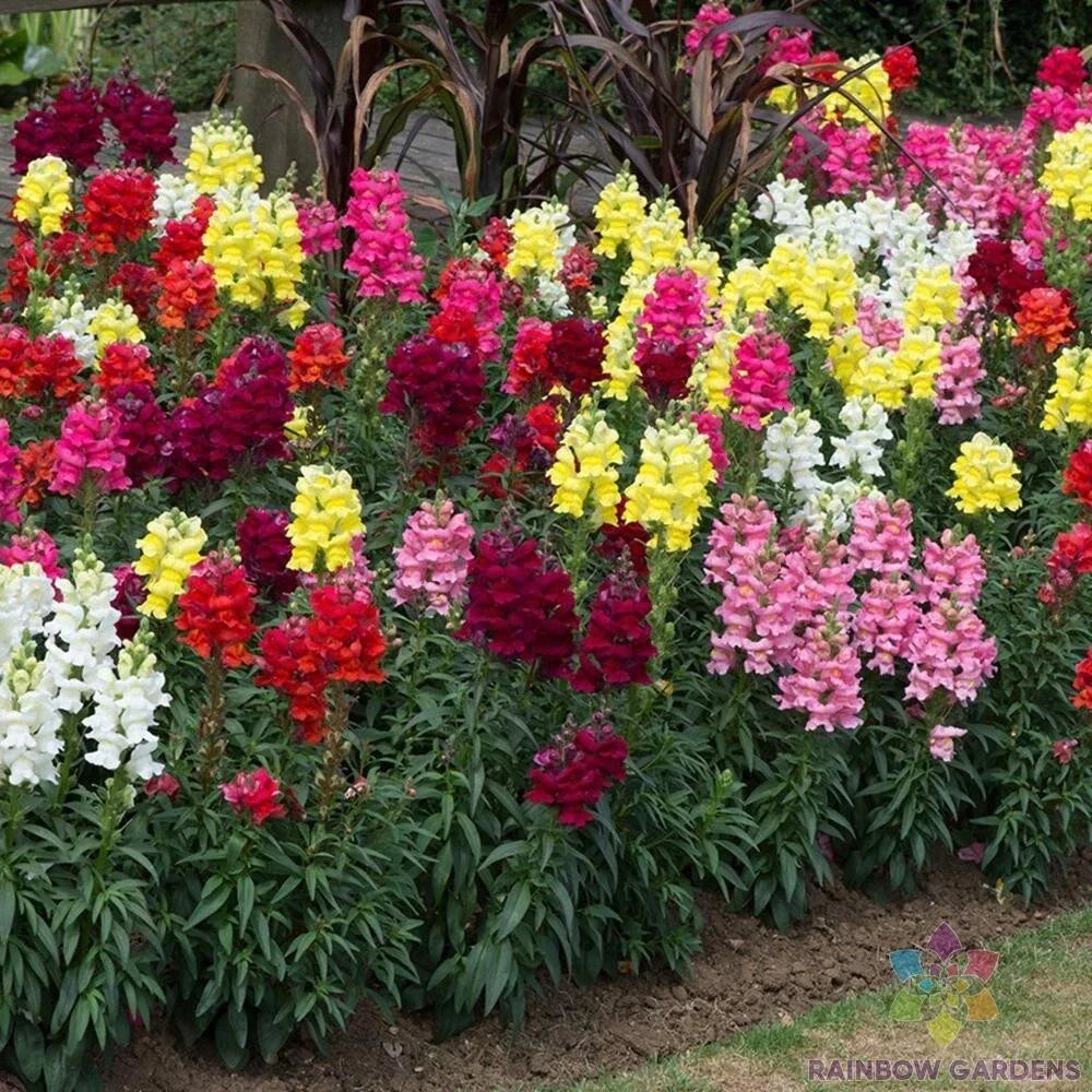 Snapdragon Seeds - 1000+ Sonnet Mix - Antirrhinum majus - Vibrant Garden Colors - Easy to Grow - USA Free Shipping