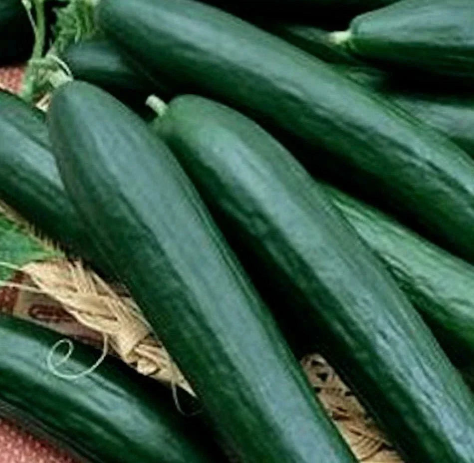 Cucumber Seeds - 25 Pack Armenian Dark Heirloom - Cucumis sativus - Non-GMO, Crunchy, Ideal for Salads and Pickling