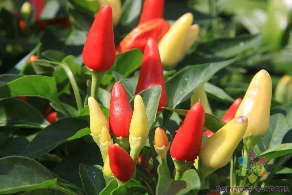 Prairie Fire Hot Pepper Seeds - 25+ Pack, Capsicum annuum, USA Grown, Non-GMO, Ideal for Garden Planting