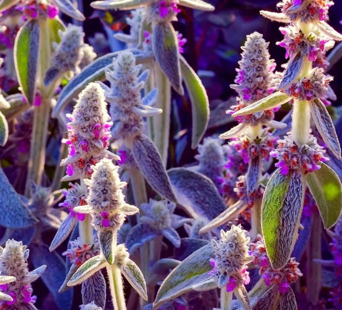 Lamb's Ear Seeds - 100+ Seeds - Byzantina Variety - Stachys byzantina - Drought-Tolerant Perennial for Gardens