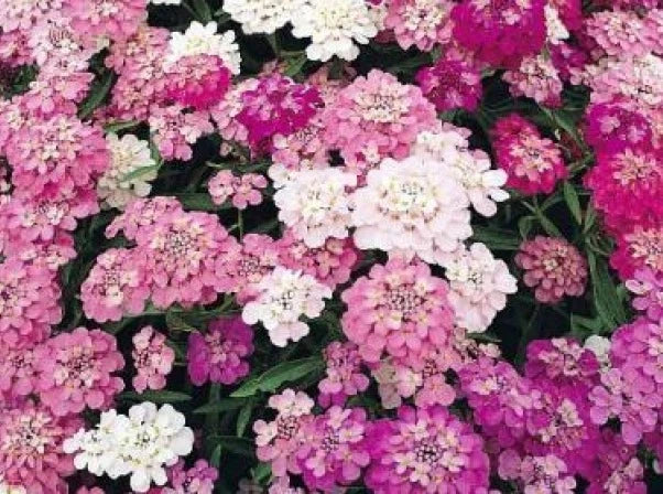 Candytuft Seeds Mixed Colors - 100 Fresh Seeds - Iberis umbellata - White, Pink, Purple - Easy to Grow, Attracts Pollinators