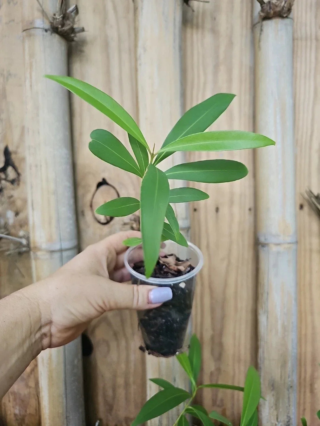 Jamun Fruit Tree Live Plant - Syzygium cumini - Java Plum - Tropical Fruit - Indian Wax Apple in Nursery Pot