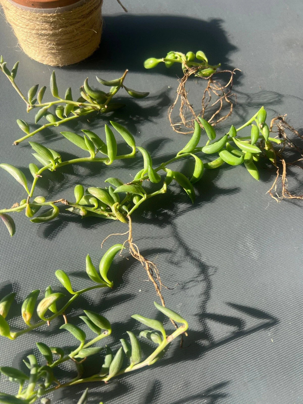 String of Bananas Cuttings - 3 pcs - Senecio radicans - Easy Care Succulent for Indoor Gardening and Propagation