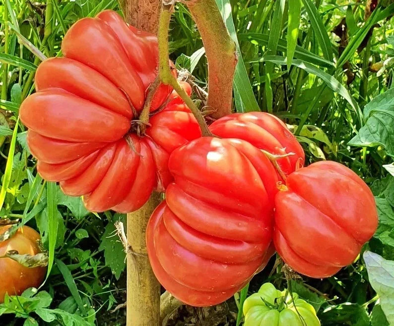 Mushroom Basket Tomato Seeds - 40 Organic Heirloom Seeds - Solanum lycopersicum - Non-GMO, USA Grown