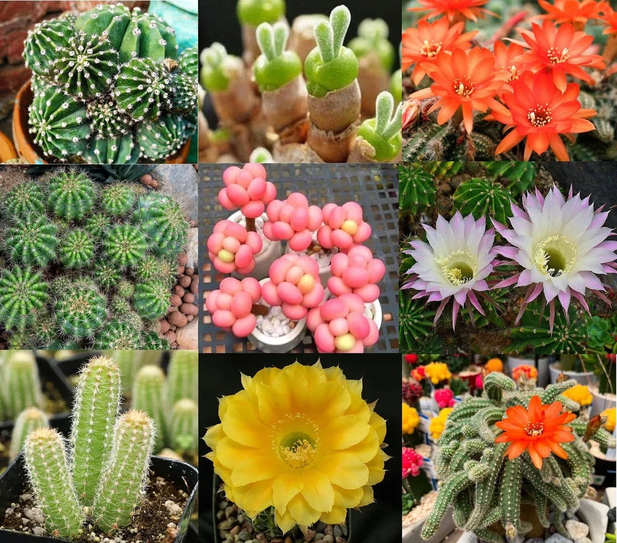 Echinopsis Cactus Seeds Mix - 50+ Seeds - Colorful Varieties - Echinopsis spp. - Ships from Iowa