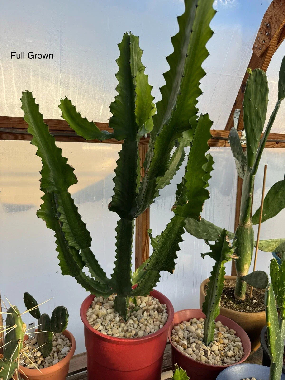 Candelabra Cactus Starts - Rooted Succulents Euphorbia Lactea Haw - Fast Growing Indoor & Outdoor Plants
