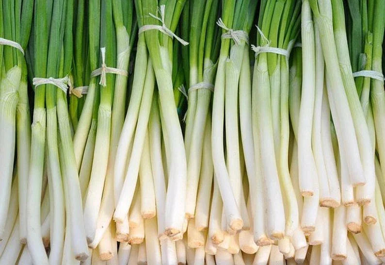 Nebuka Onion Seeds 200+ Count - Evergreen Bunching Allium fistulosum - Japanese Vegetable Seeds for Home Garden