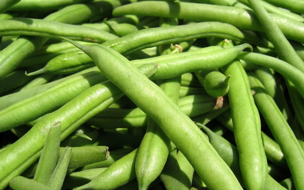 Green Bean Seeds - Spartan Arrow Variety - Phaseolus vulgaris - Non-GMO, Fast-Growing, 100 Seeds for Planting