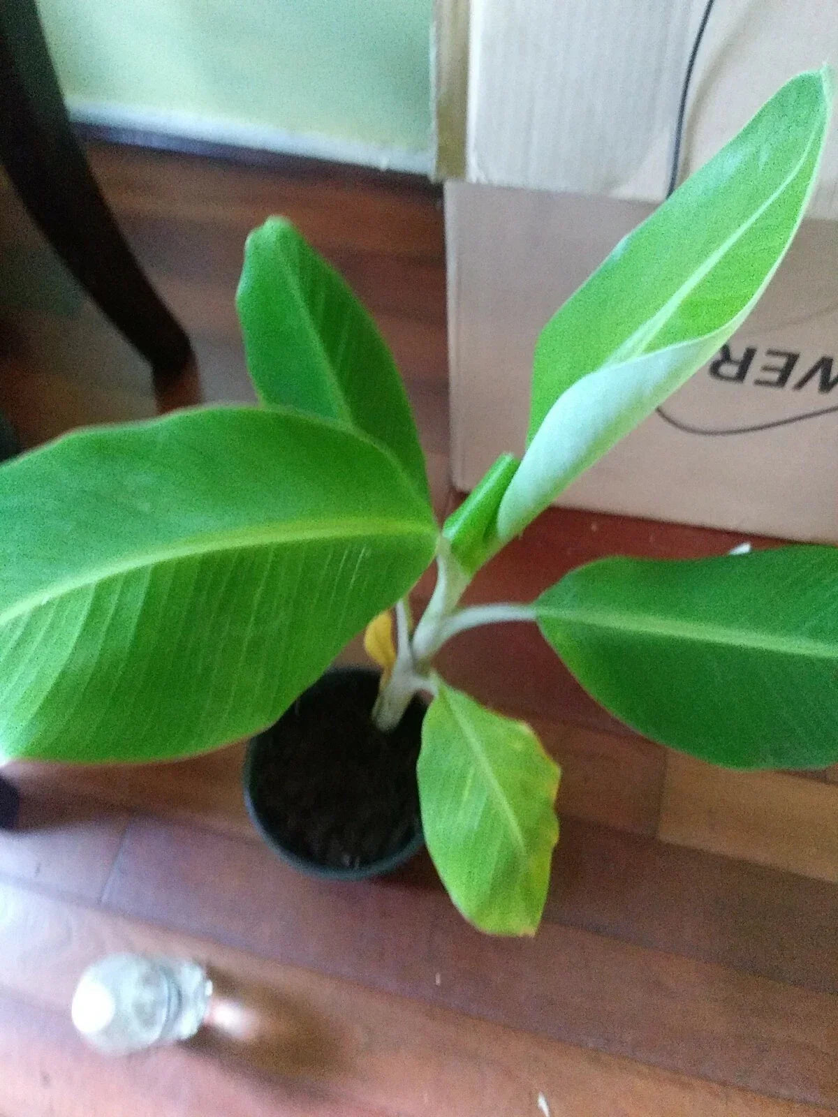 Live Plantain Plant 8-12in Platano Macho in Pot - Musa paradisiaca - Tropical Edible Foliage for Home Garden