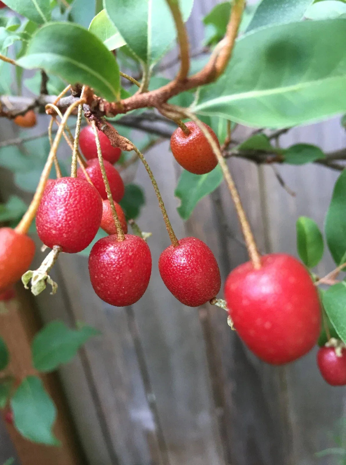 Goumi Tree Cuttings - 4 Edible Red Fruits, Nitrogen Fixing, Cold Hardy, Elaeagnus multiflora