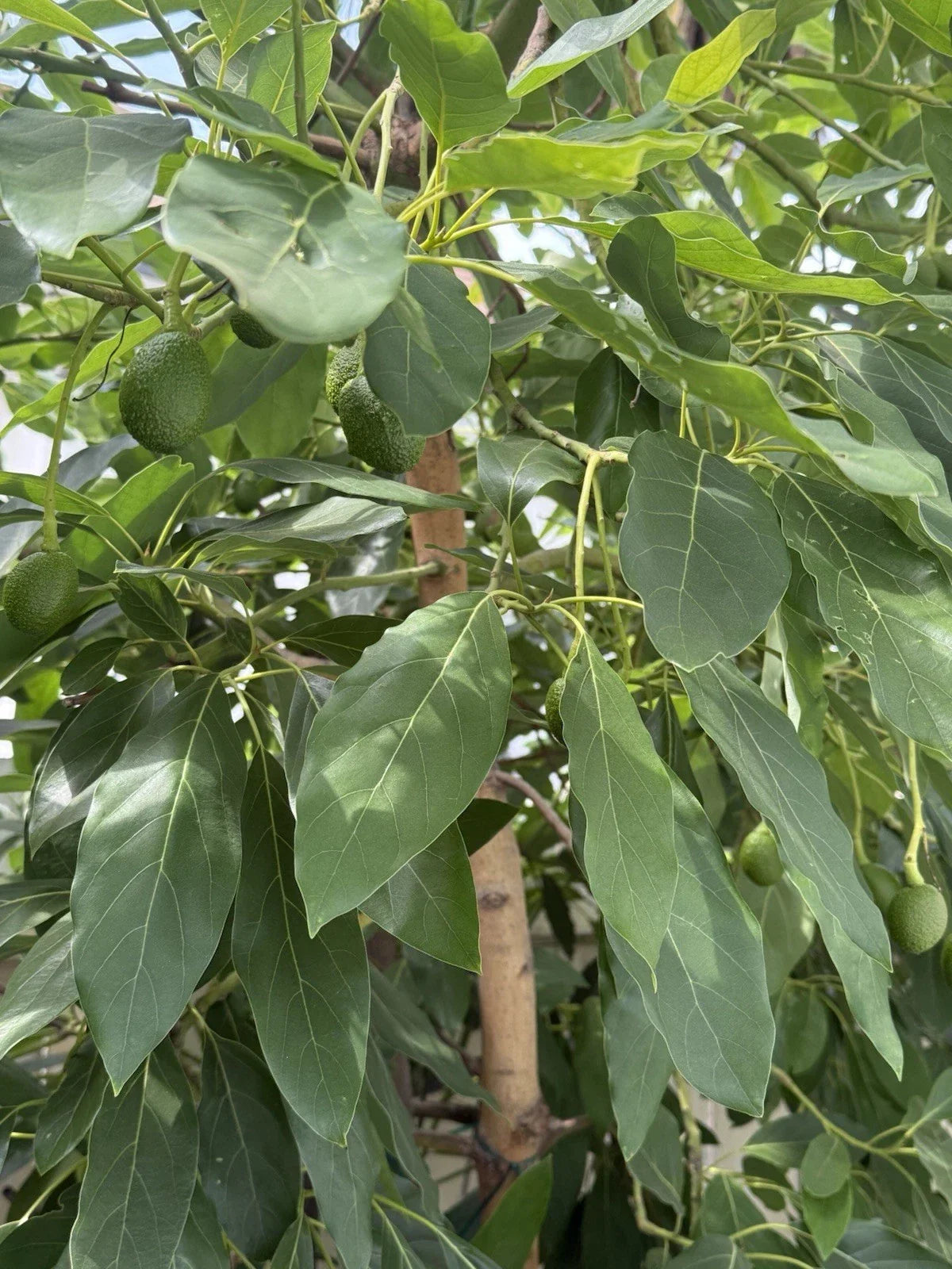 HASS Avocado Cuttings 4 Scions for Grafting - Persea americana - High-Quality Grafting Cuttings for Home Gardens