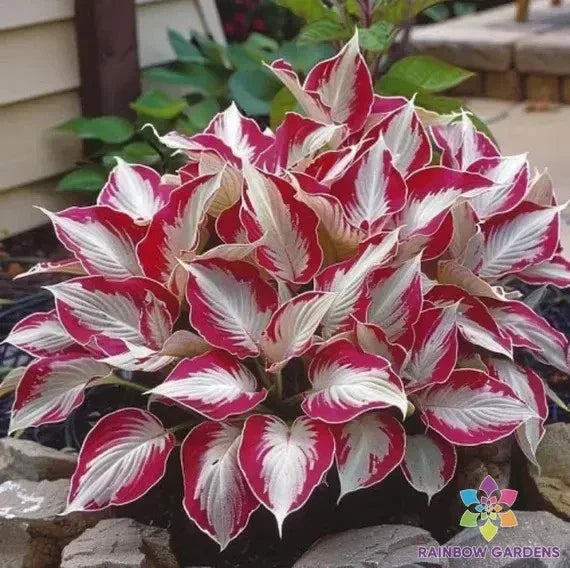 Candy Cane Coleus Seeds - 25+ Pack - Colorful Foliage - Plectranthus scutellarioides - USA Gardening Supplies