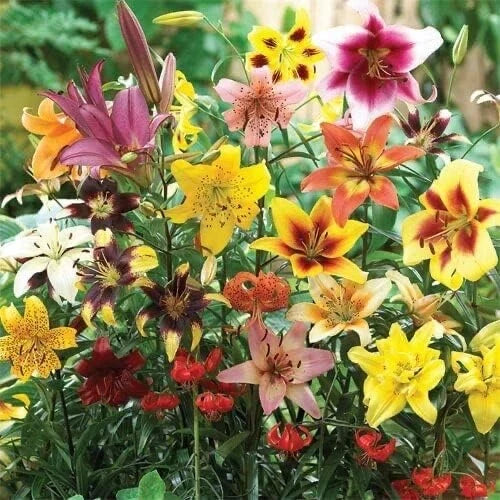 All Summer Lily Mix Bulbs - 20 Variety Pack - Oriental, Tiger, Asiatic, Trumpet - Lilium spp. for Planting