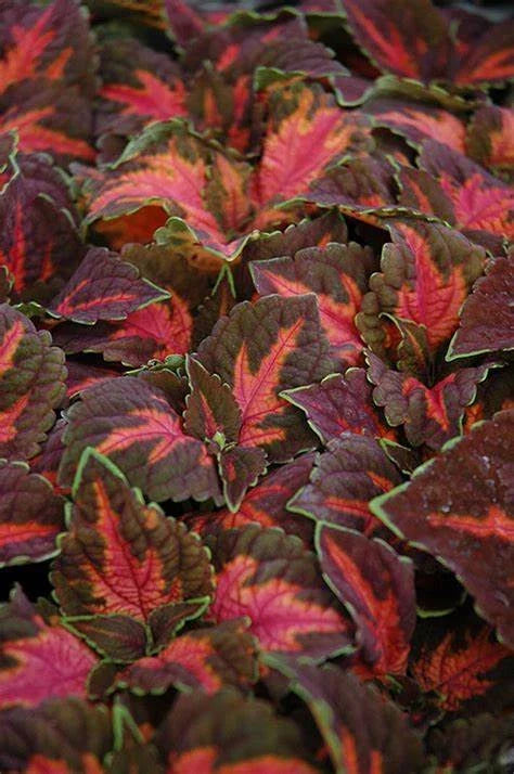Coleus Seeds - 40 Fresh Festive Dance Seeds - Coleus blumei - Colorful Foliage for Vibrant Gardens and Indoor Spaces