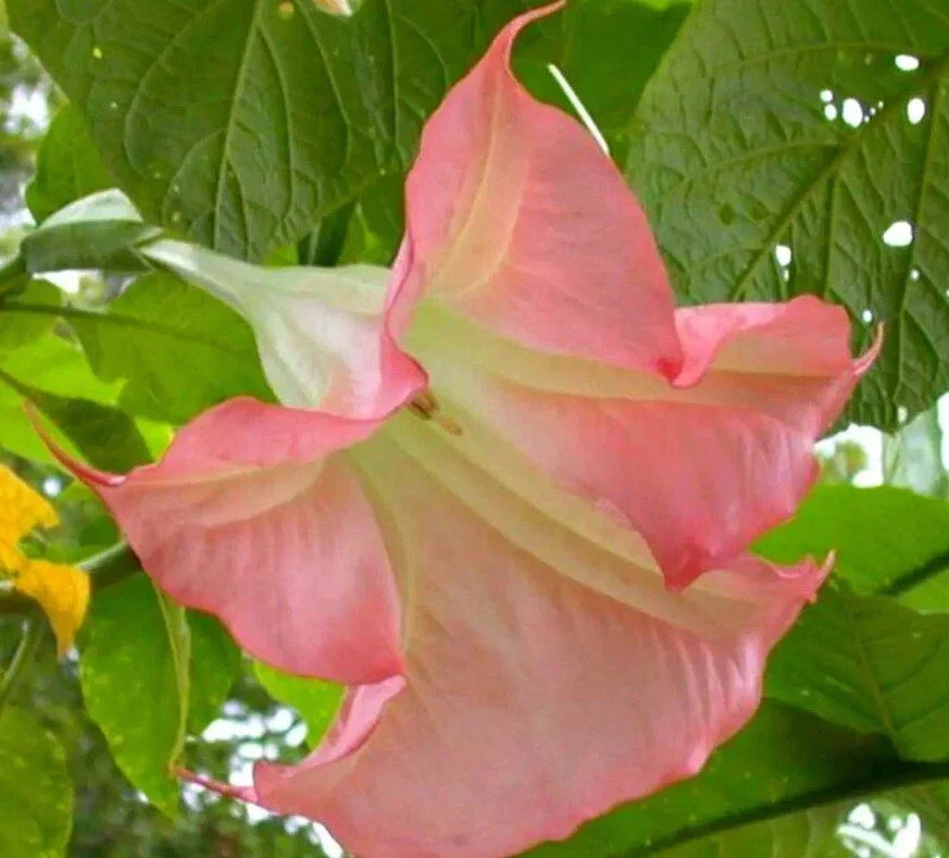 Sunset Angel Trumpet Seeds - 10 Pack - Brugmansia Datura - Exotic Flowering Seeds for Vibrant Gardens and Landscaping