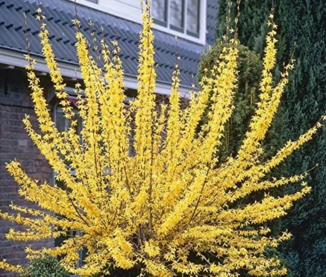 Forsythia Plant - 2-3 Year Old Potted Yellow Flowering Shrub - Forsythia x intermedia