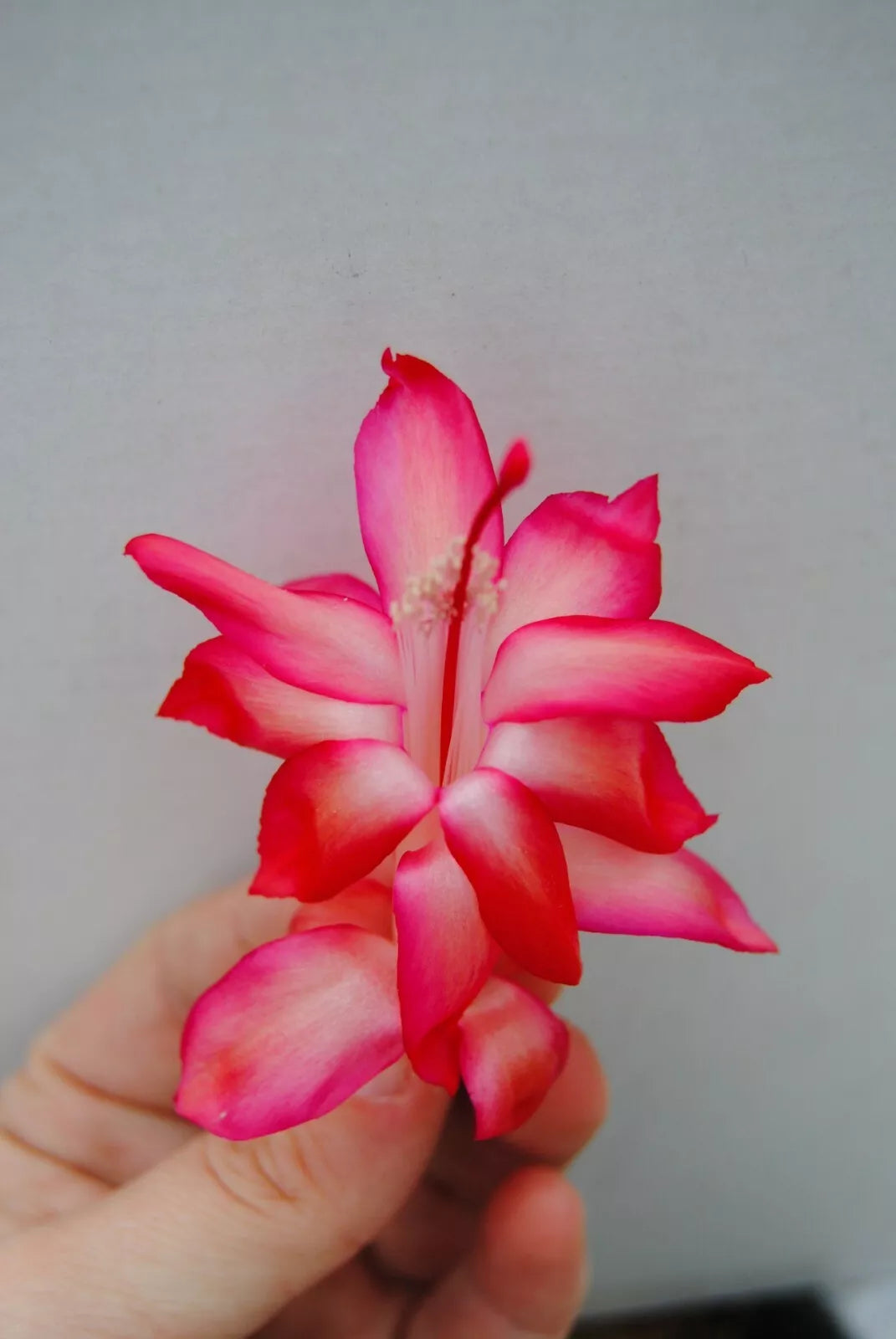 Christmas Cactus Starter Plant - 4-Inch Paradise Lady - Schlumbergera Truncata - Well Rooted for Easy Care and Festive Decor