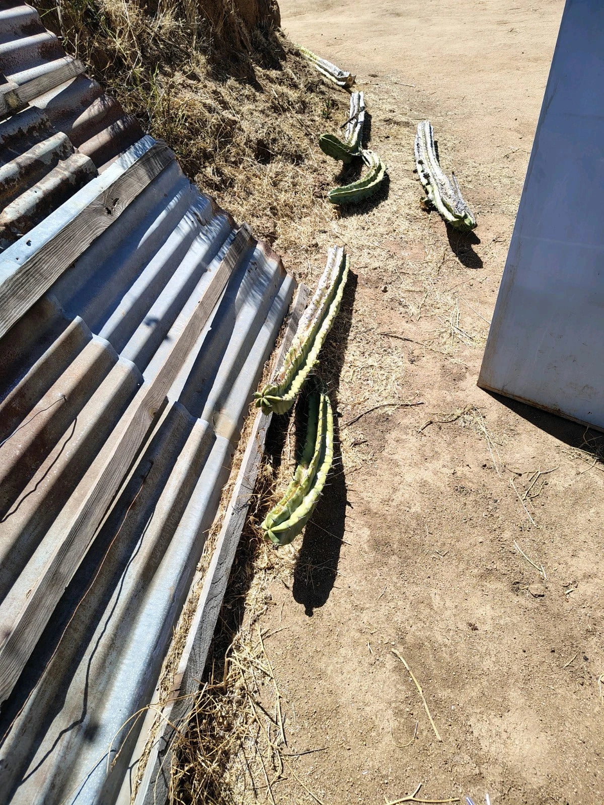 Giant Cactus Cuttings 12-24 inches Carnegiea gigantea - Healthy Indoor/Outdoor Plants for Gardens & Landscaping