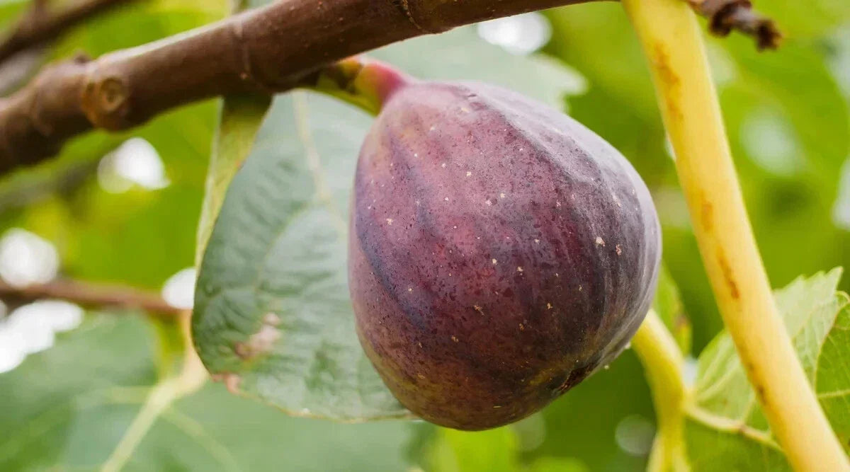 Olympian Fig Seeds - 100+ Pack for Garden Planting - Ficus carica - Non-GMO, USA Grown, High Germination Rate