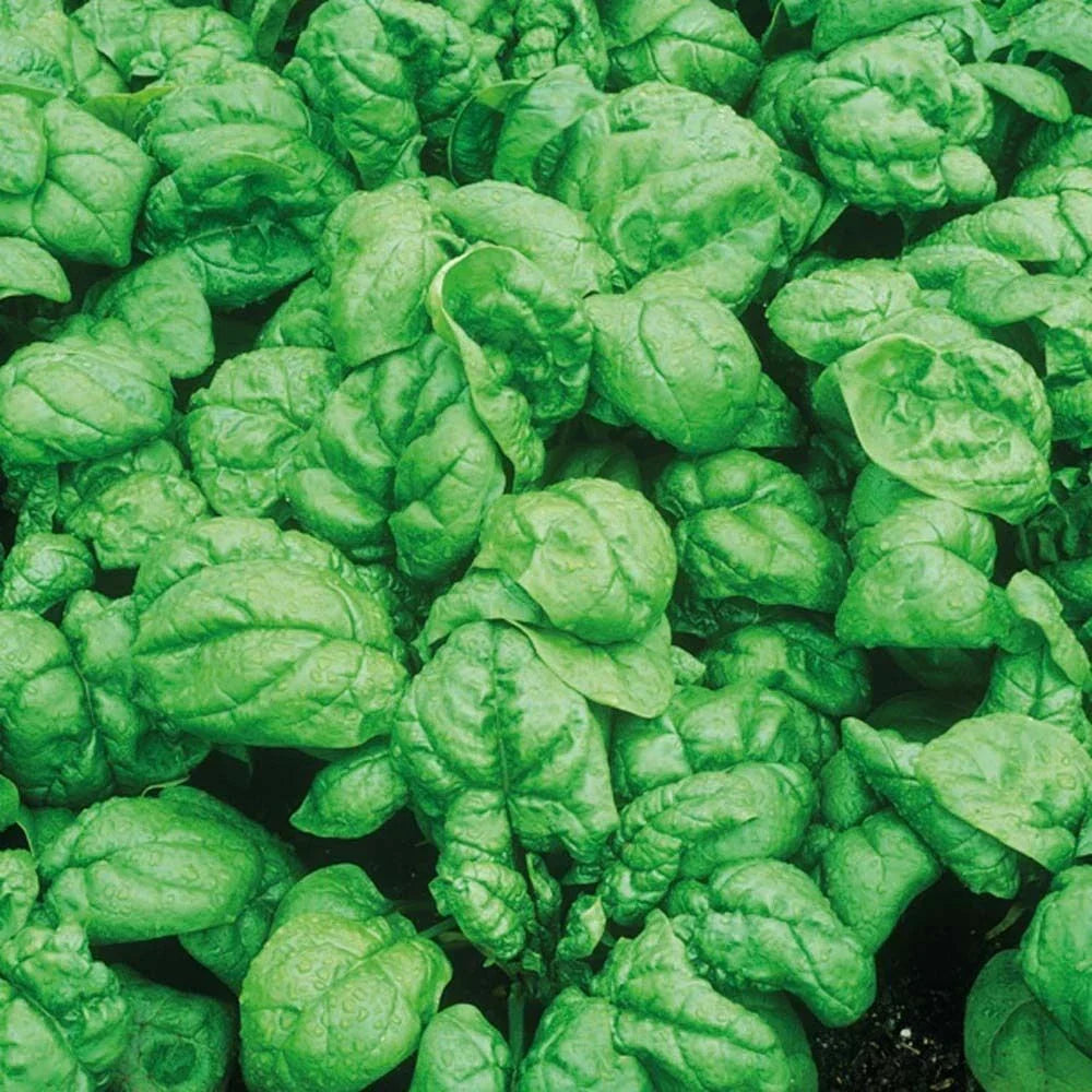 Spinach Seeds 100+ Heirloom Bloomsdale Dark Green (Spinacia oleracea) - Non-GMO Vegetable Garden Seeds for Healthy Greens