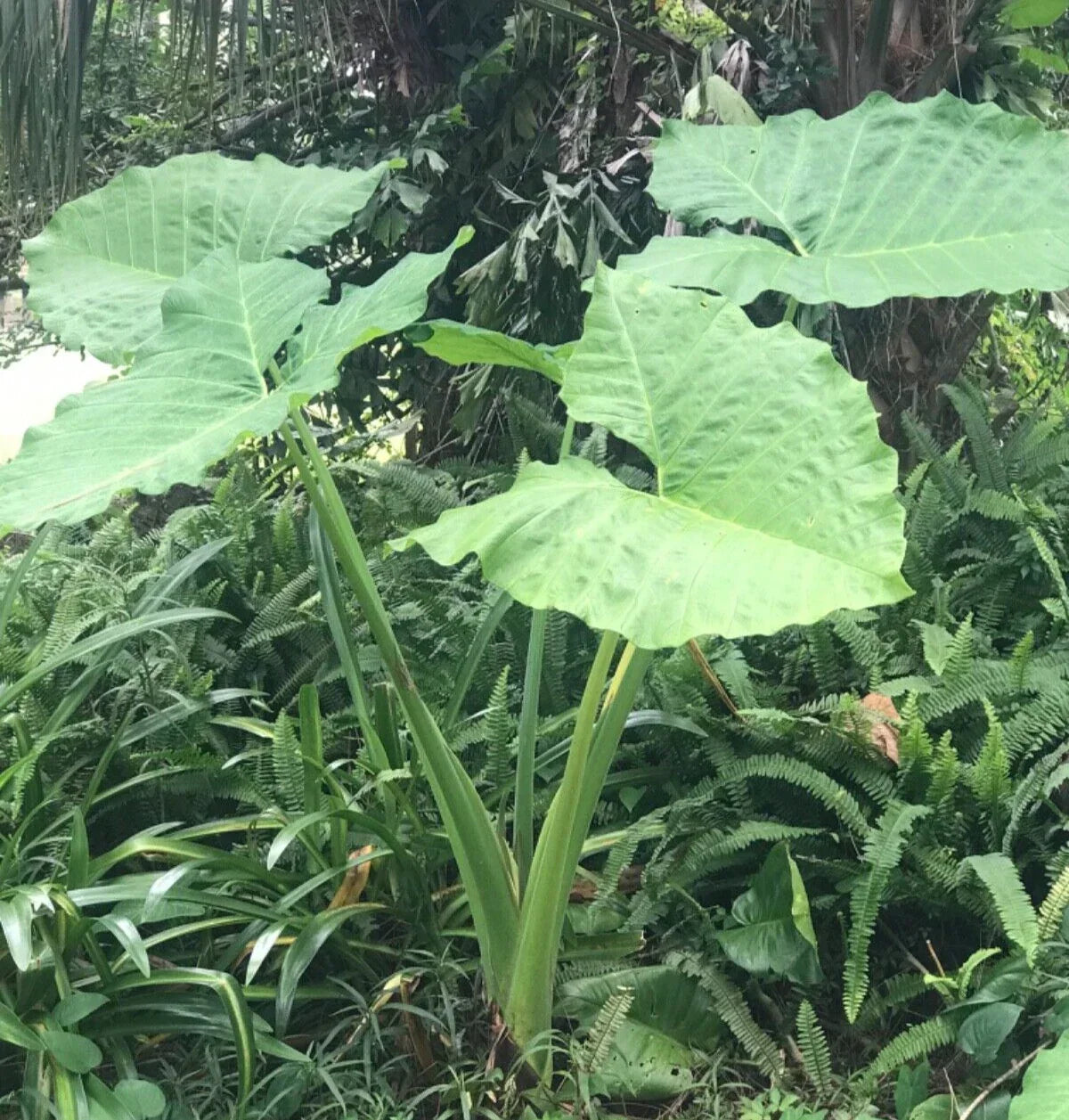 Colocasia 'Thai Giant' Elephant Ear Bare Root Plant - Fast-Growing Tropical Colocasia for Indoor/Outdoor Gardens
