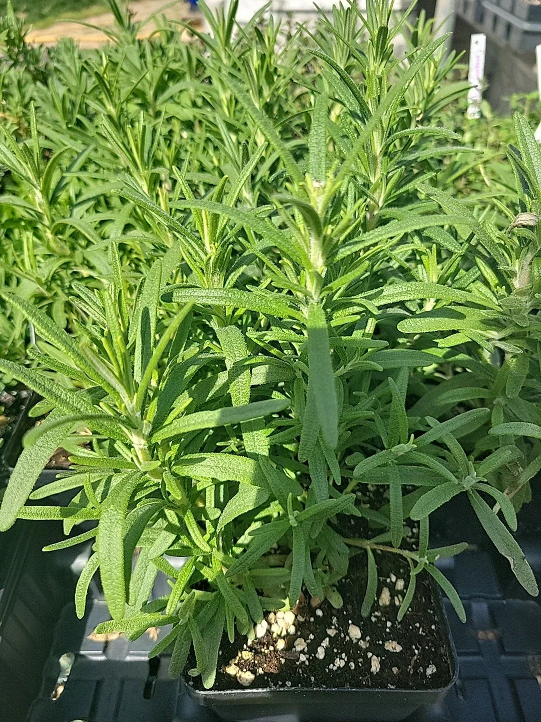 Live Rosemary Plant in 4" Pot, Culinary Herb, Well-Rooted, Rosmarinus officinalis, Indoor/Outdoor Gardening