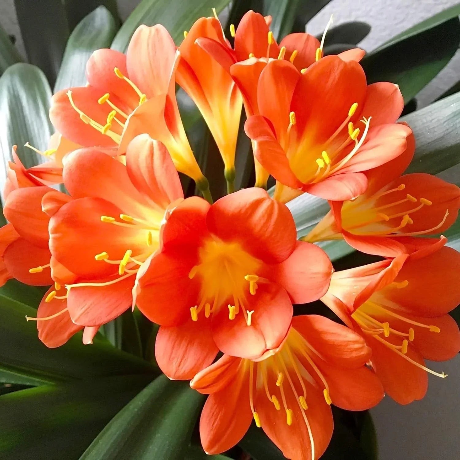 Live Clivia Miniata Plant - Large Orange Flowering Bush Lily - Well-Rooted Indoor/Outdoor Houseplant - 1-4 Years Old