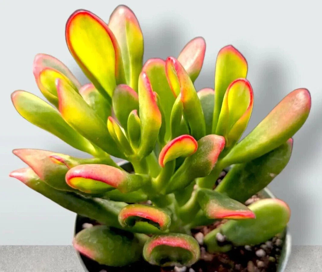 Rare Variegated Crassula Ovata 'Gollum' - 4" Rooted Jade Plant - Unique Succulent for Indoor/Outdoor Gardening