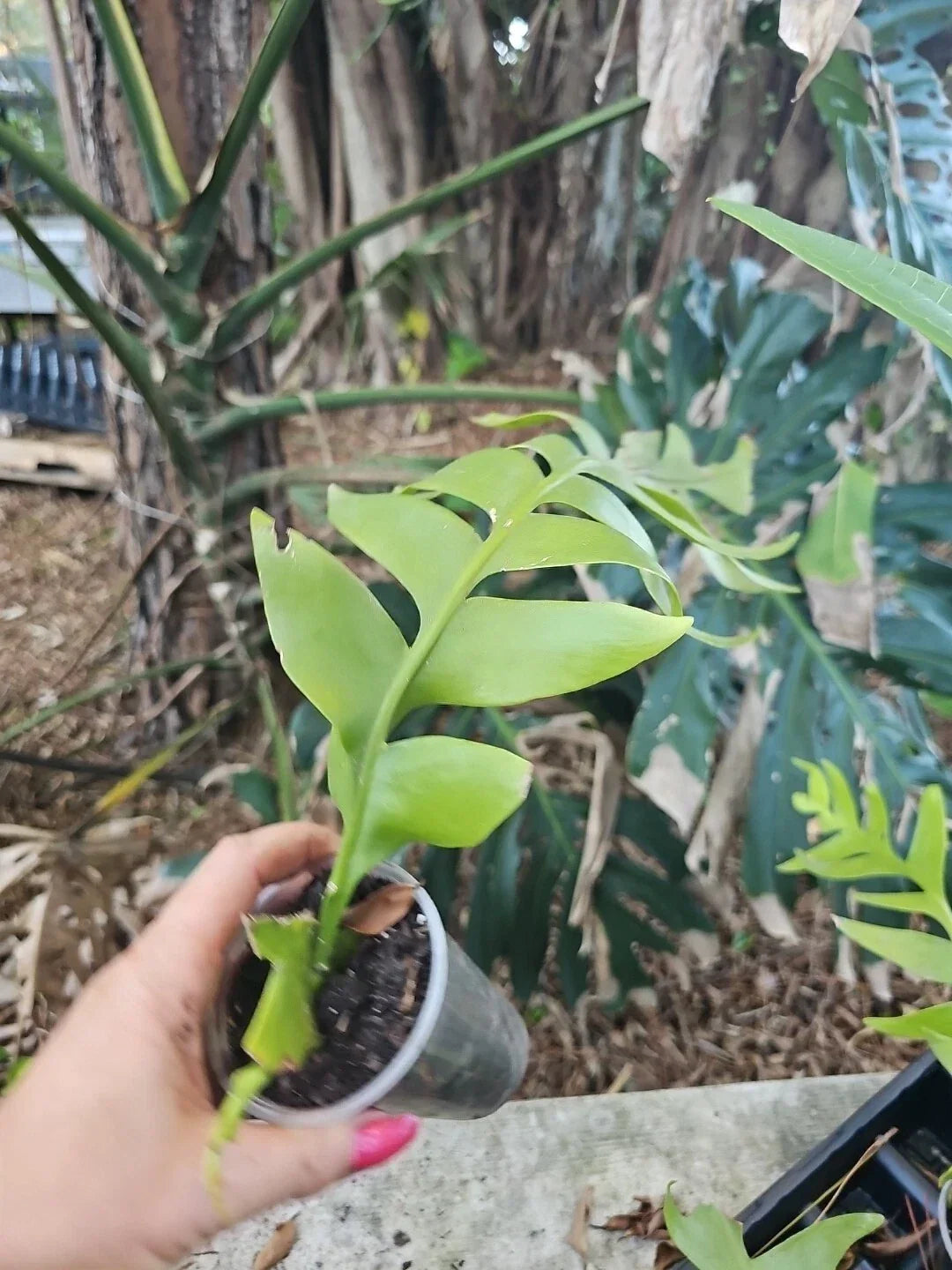 Large Fern Leaf Orchid Cactus 3” Pot, Shark Tooth, Selenicereus chrysocardium - Unique Indoor Plant for Tropical Decor