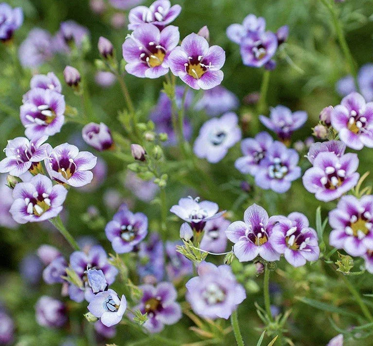Bird's Eyes Seeds - 1000 Seeds - Gilia Tricolor - Vibrant Blue, Purple, White Flowers - USA Seller, Free Shipping