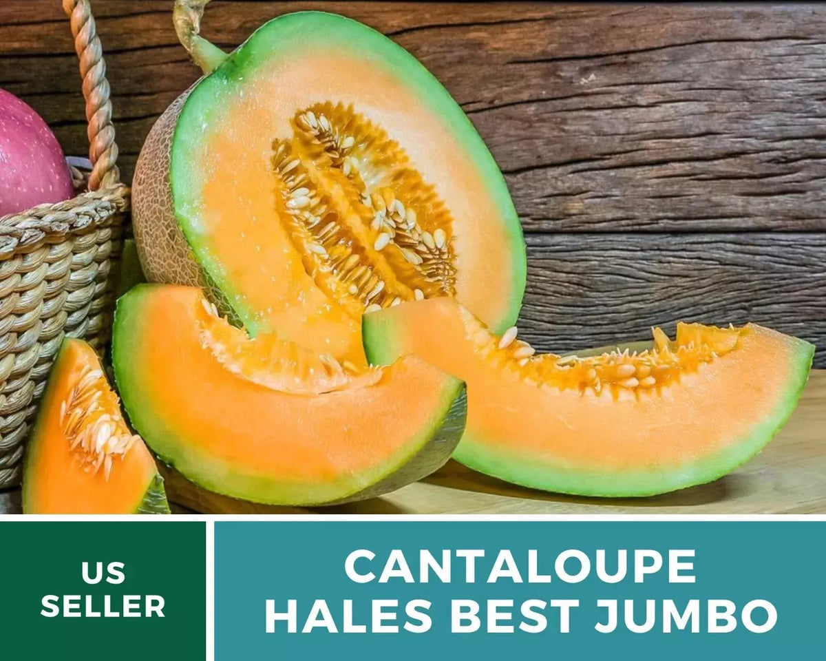 Hales Best Jumbo Cantaloupe Seeds - 25+ Heirloom Non-GMO Seeds - Sweet Melon Variety - Cucumis melo - Easy to Grow Gardening