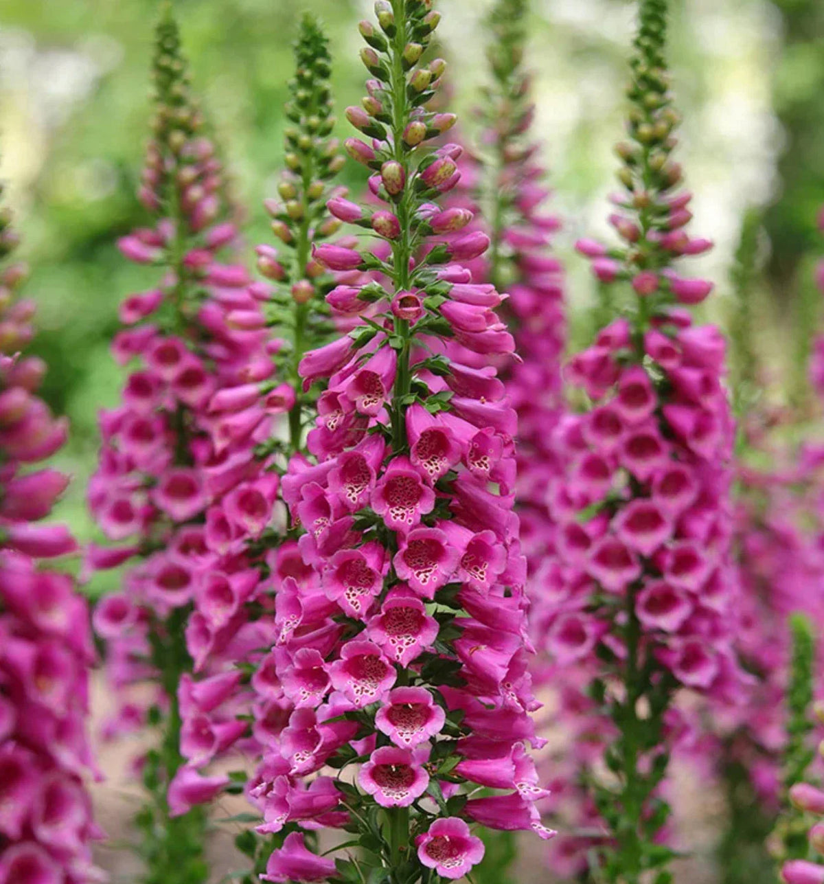 Foxglove Starter Plants Plugs 4-Pack Candy Mountain Rose Digitalis purpurea, Bee Friendly, Hummingbird Attractant