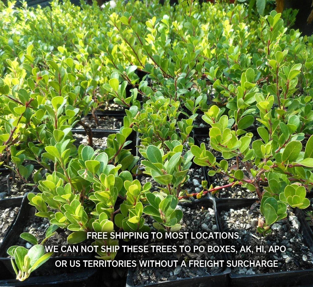 Kinnikinnick Ground Cover Plant 3.5" - Arctostaphylos Uva-Ursi - Evergreen, Drought-Tolerant, Attracts Hummingbirds