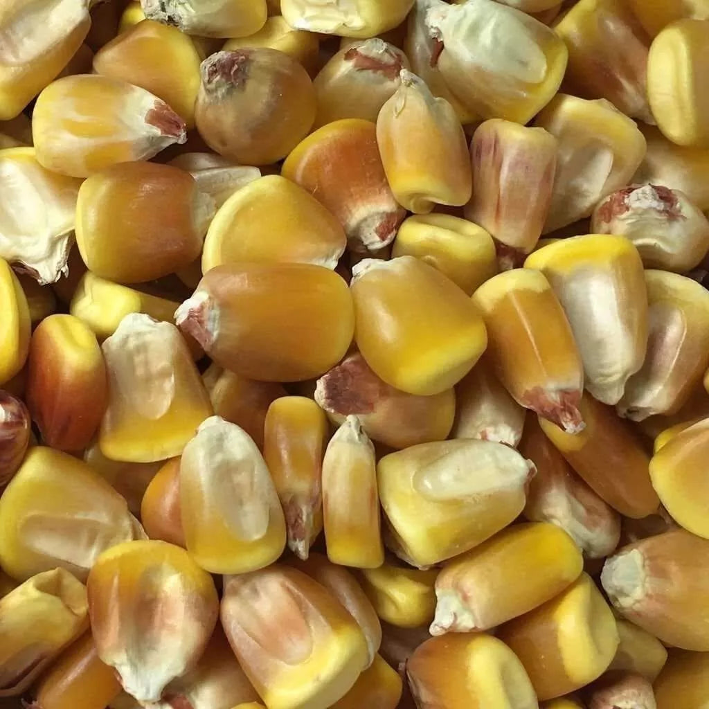 Yellow Corn Seeds for Planting 1lb Non-GMO Sweet Corn Zea mays | 1280+ Seeds for Home Gardening and Farming