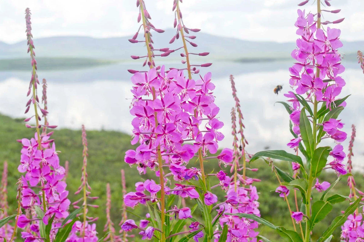 Fireweed Seeds - 300+ Count - Rosebay Willow Herb - Chamerion angustifolium - Native Medicinal Wildflower for Pollinators
