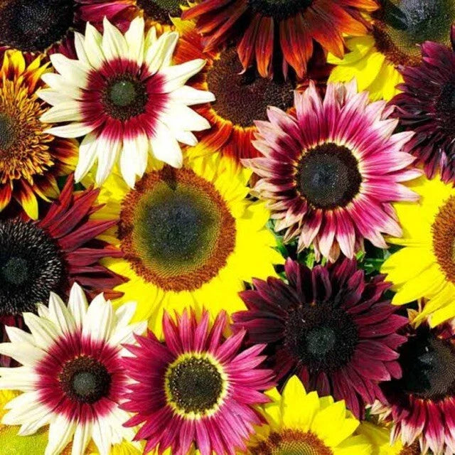 Rainbow Mix Sunflower Seeds - 25 Pack - Perennial Flowers - Helianthus Annuus - Vibrant Garden Blooms for Pollinators