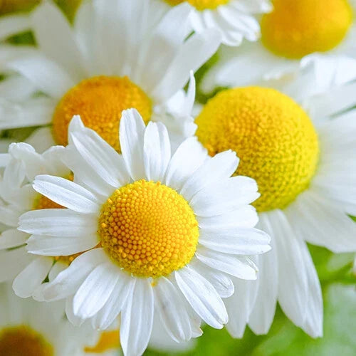 German Chamomile Seeds 2,500 Heirloom Non-GMO Matricaria chamomilla for Herbal Gardening, Tea, and Skin Care