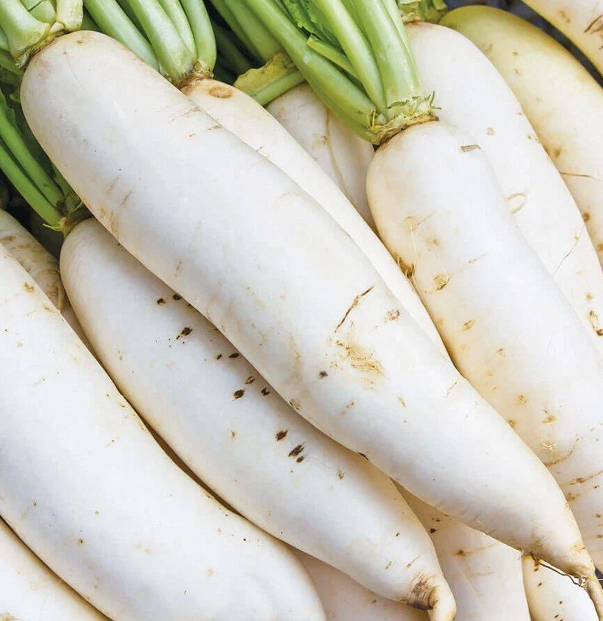 Daikon Radish Seeds 200+ Count - Japanese White Vegetable Raphanus sativus var. longipinnatus for Garden Planting
