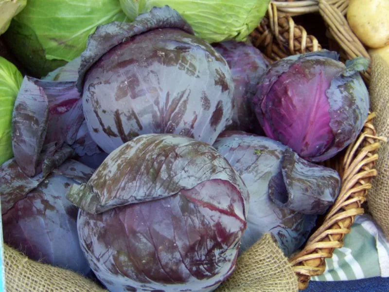 93 Seeds Red Acre Cabbage - Purple Variety - Brassica oleracea var. capitata - Heirloom Gardening Seeds