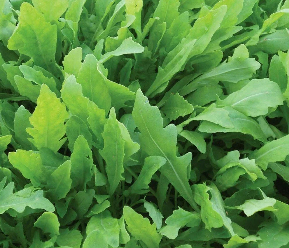 Arugula Seeds 1000+ Rocket Greens Eruca sativa - Fast-Growing, Peppery Flavor for Vegetable Garden Salads