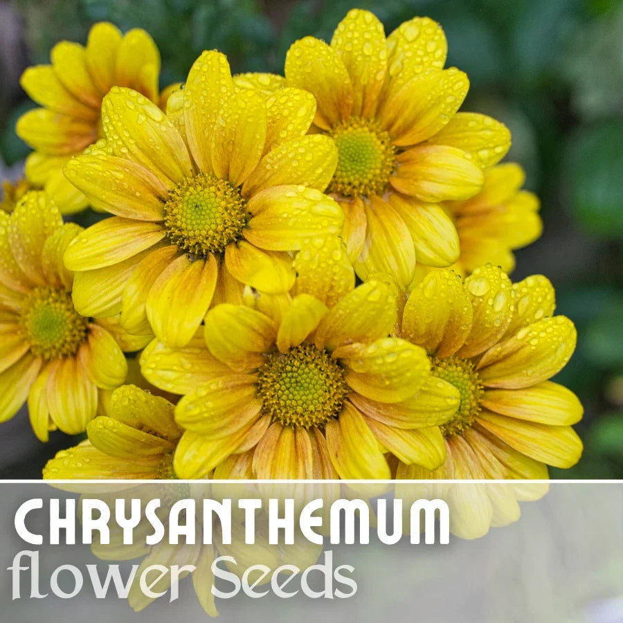 Chrysanthemum Seeds - 200+ Golden Tide Mum - Yellow with Orange Tips - Chrysanthemum morifolium - Annual Flower Seeds