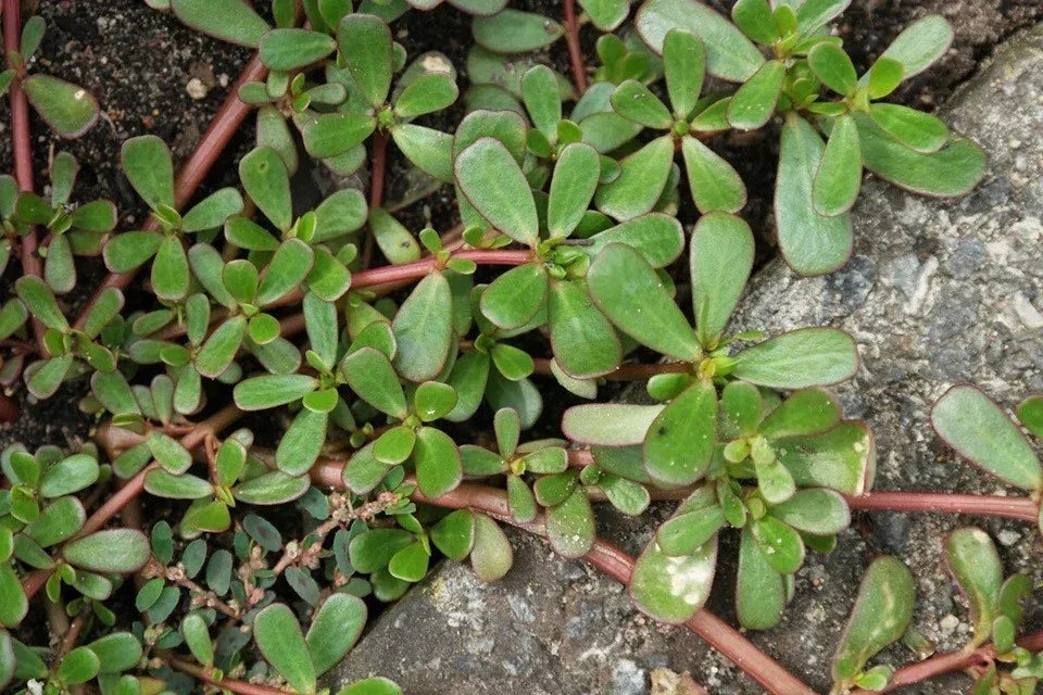 Live Bare Root Purslane Plants - Omega-3 Rich Vegetable - Portulaca Sativa - Easy to Grow, Nutrient-Dense Garden Addition