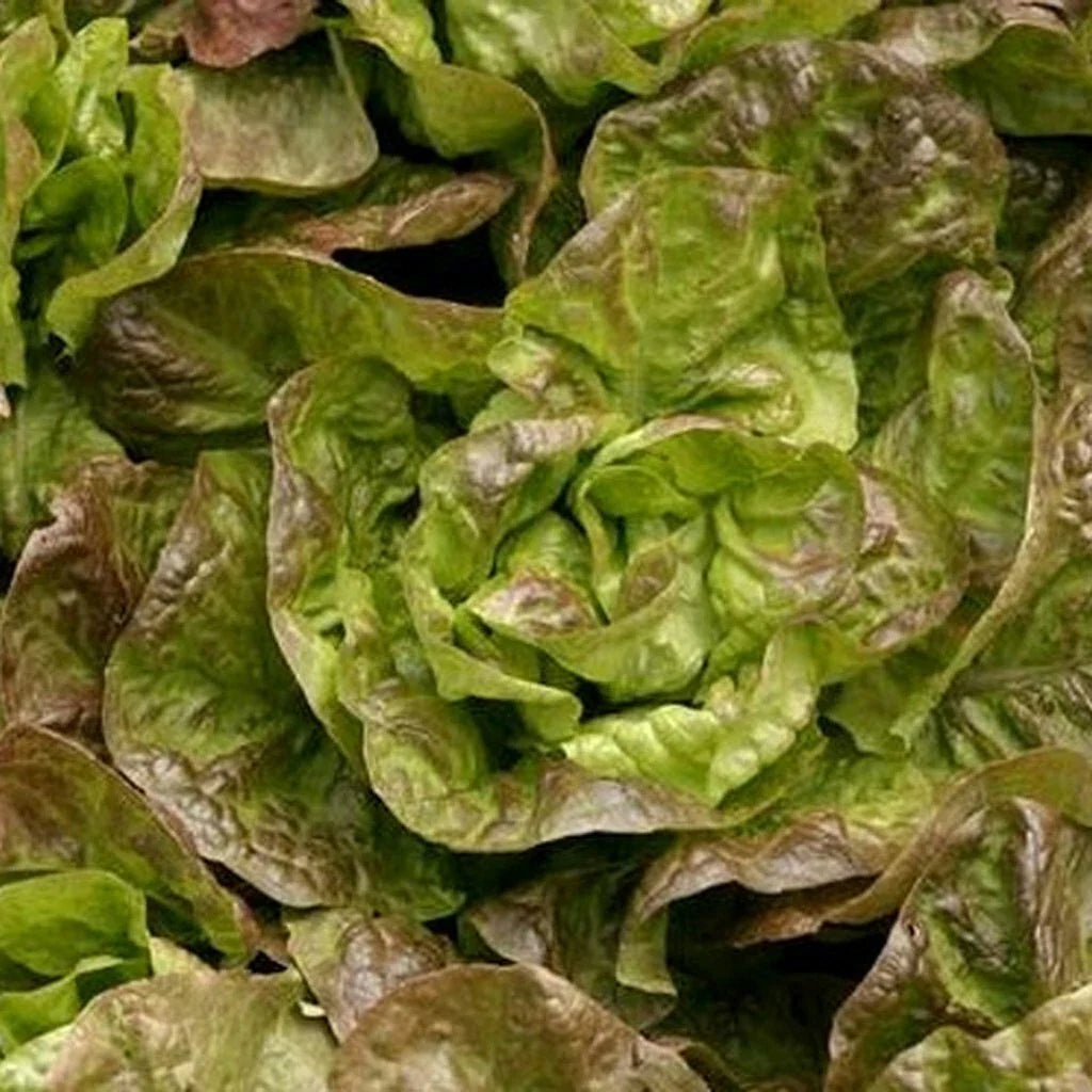 Bronze Mignonette Lettuce Seeds 600+ Non-GMO Vegetable Seeds - Ideal for Home Gardens (Lactuca sativa)