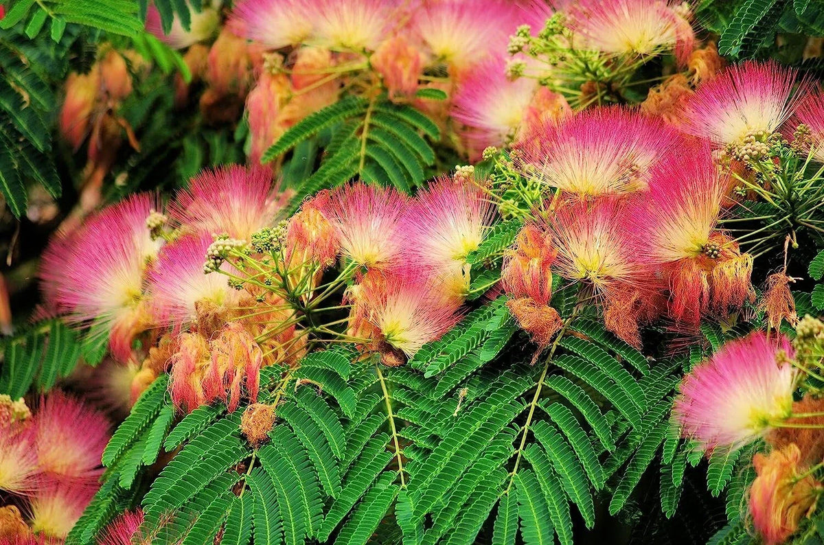 Mimosa Silk Tree Seeds, 50 Count, Fast Growing, Hardy, Fragrant, Albizia julibrissin, Pink Flowering Tree