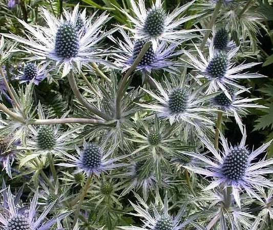 Eryngium alpinum 'Blue Star' Sea Holly Seeds - 10 Pack, Drought-Tolerant Perennial, Blue Flowering Plant Seeds