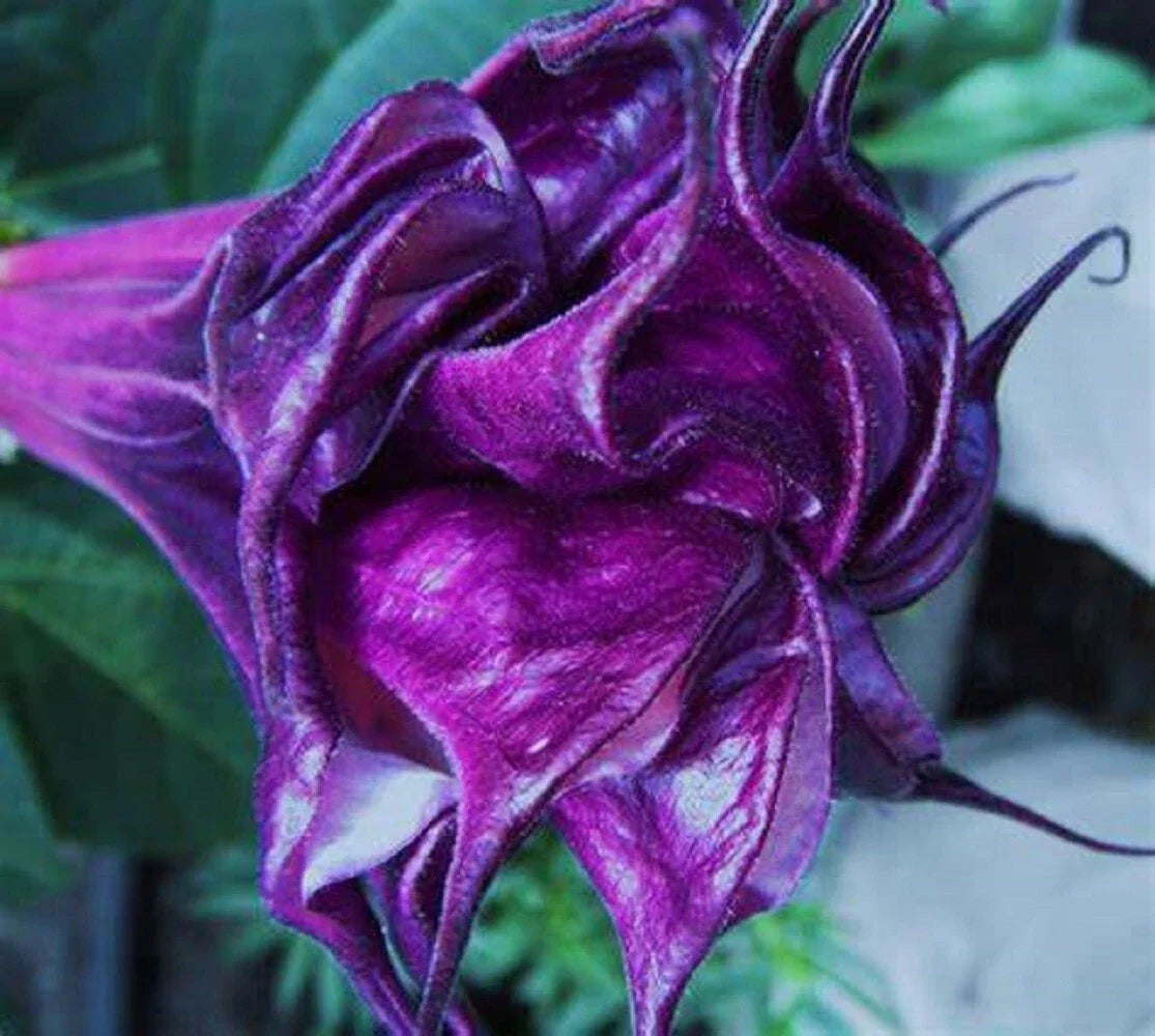 Double Queen Rose Angel Trumpet Seeds - 10 Pack - Brugmansia Datura - Pink and Rose Flowers - USA Grown