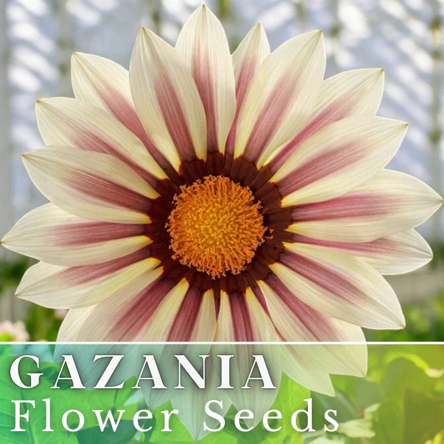 Gazania Seeds - 75+ Vanilla Charm - Non-GMO Fragrant Flower Seeds - Gazania rigens - Ideal for Gardens & Containers