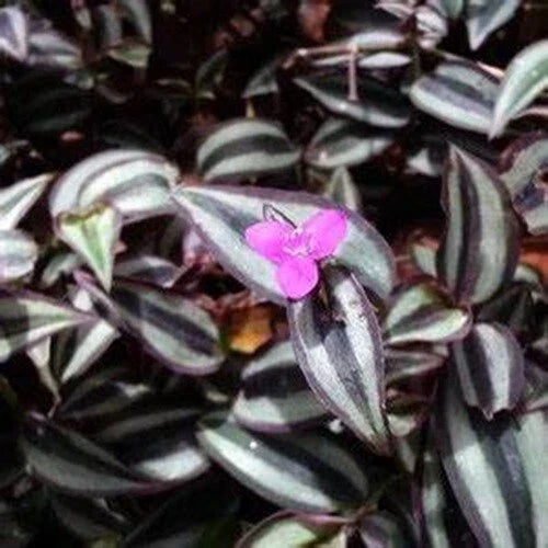 50 Cuttings Tradescantia Zebrina Wandering Jew Plant - Purple Green Foliage, Easy Care Houseplant for Propagation